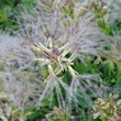 Fruchtfoto Valeriana supina