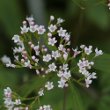 Blütenfoto Valeriana tripteris