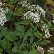 Habitusfoto Valeriana tripteris