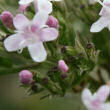 Blütenfoto Valeriana versifolia
