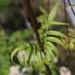 Blätterfoto Valeriana versifolia
