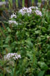 Habitusfoto Valeriana versifolia