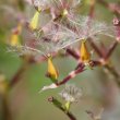 Fruchtfoto Valeriana versifolia