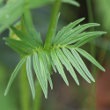 Blätterfoto Valeriana wallrothii