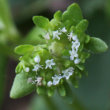 Foto von Besonderheit Valerianella carinata