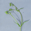 Portraitfoto Valerianella dentata