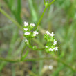 Blütenfoto Valerianella dentata