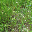 Habitusfoto Valerianella dentata