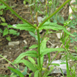 Blätterfoto Valerianella dentata