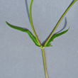 Stängel-/Stammfoto Valerianella dentata