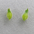 Fruchtfoto Valerianella dentata