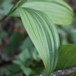 Blätterfoto Veratrum album subsp. lobelianum