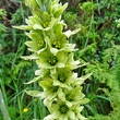 Portraitfoto Veratrum album subsp. lobelianum