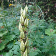 Fruchtfoto Veratrum album subsp. lobelianum