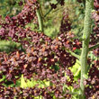 Portraitfoto Veratrum nigrum