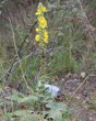 Habitusfoto Verbascum densiflorum