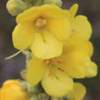 Portraitfoto Verbascum densiflorum