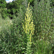 Habitusfoto Verbascum lychnitis