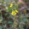 Blütenfoto Verbascum phlomoides