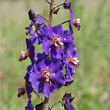 Blütenfoto Verbascum phoeniceum