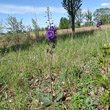 Habitusfoto Verbascum phoeniceum