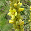 Portraitfoto Verbascum thapsus subsp.montanum