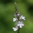 Portraitfoto Verbena officinalis