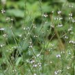 Habitusfoto Verbena officinalis