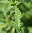 Blätterfoto Verbena officinalis