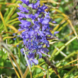 Bl&uuml;tenfoto Veronica allionii
