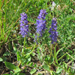 Habitusfoto Veronica allionii