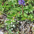 Bl&auml;tterfoto Veronica allionii