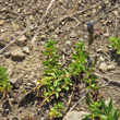 Foto von Besonderheit Veronica allionii
