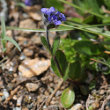 Habitusfoto Veronica alpina