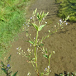 Habitusfoto Veronica anagallis-aquatica