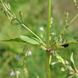 Stängel-/Stammfoto Veronica anagallis-aquatica