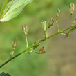 Fruchtfoto Veronica anagallis-aquatica