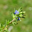 Portraitfoto Veronica arvensis