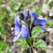 Portraitfoto Veronica bellidioides