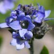 Blütenfoto Veronica bellidioides