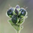 Fruchtfoto Veronica bellidioides