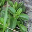 Blätterfoto Veronica bellidioides