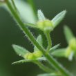 Fruchtfoto Veronica chamaedrys
