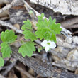 Portraitfoto Veronica cymbalaria