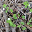 Habitusfoto Veronica cymbalaria