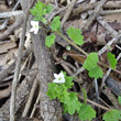 Blätterfoto Veronica cymbalaria