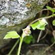 Fruchtfoto Veronica cymbalaria