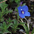 Habitusfoto Veronica fruticans