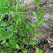 Blätterfoto Veronica fruticans