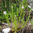 Habitusfoto Veronica fruticulosa